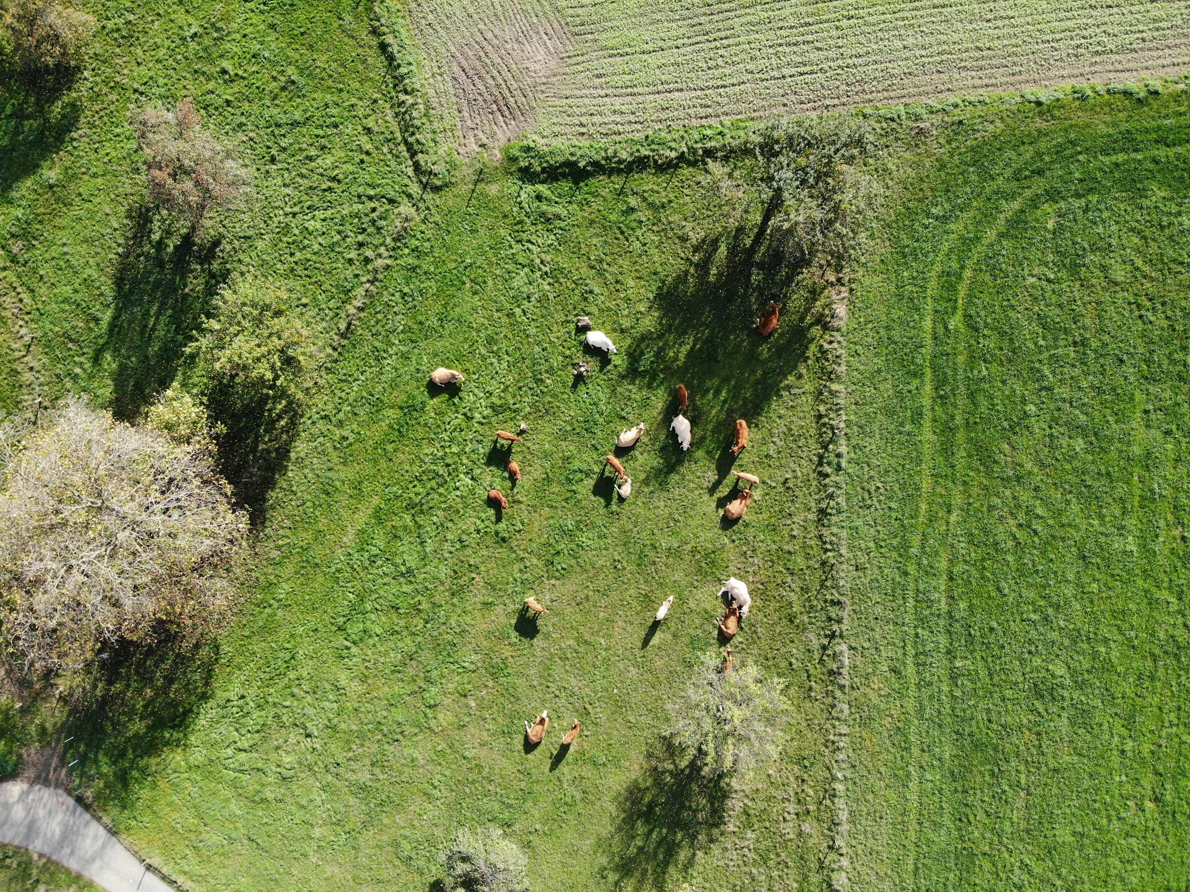 Vista aérea de un potrero con vacas y una pradera descansada al lado
